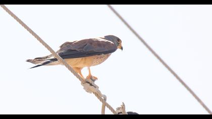 Lesser Kestrel