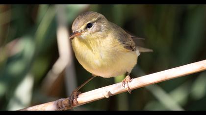 Willow Warbler