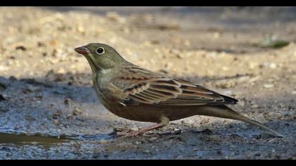 Ortolan Bunting