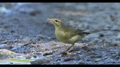 Willow Warbler