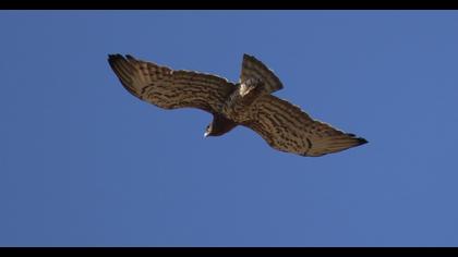 Short-toed Snake Eagle
