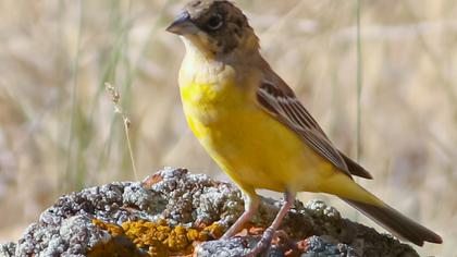 Black-headed Bunting