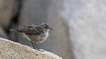 Water Pipit