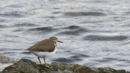 Common Sandpiper