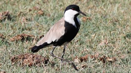 Spur-winged Lapwing