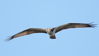 Western Osprey