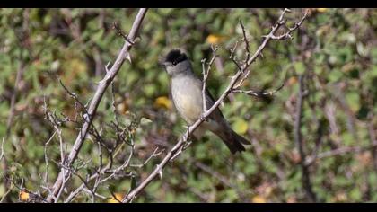 Eurasian Blackcap