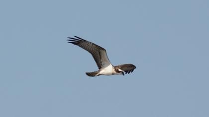 Western Osprey