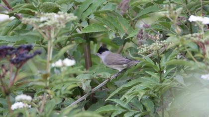 Eurasian Blackcap