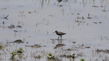 Spotted Redshank