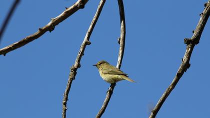 Common Chiffchaff