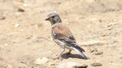 Common Linnet