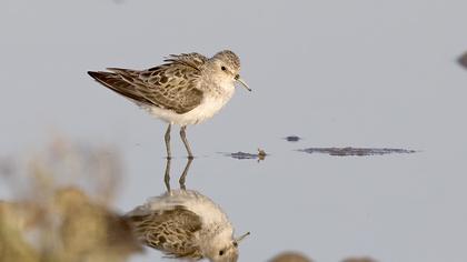 Sanderling