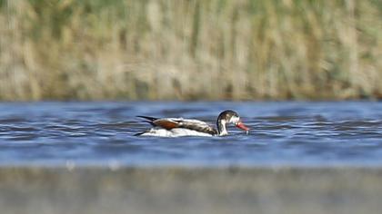 Common Shelduck