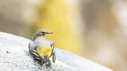 Grey Wagtail