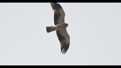 Booted Eagle