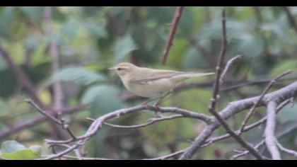 Willow Warbler
