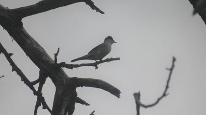 Eurasian Blackcap