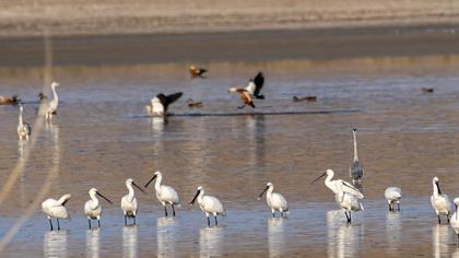 Eurasian Spoonbill