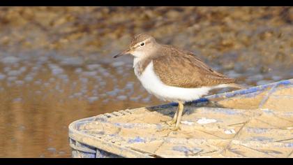 Common Sandpiper