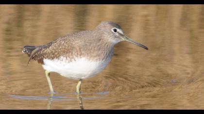 Green Sandpiper
