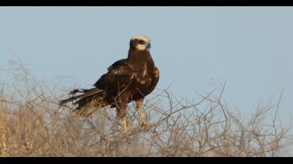Western Marsh Harrier