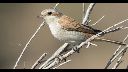 Red-backed Shrike
