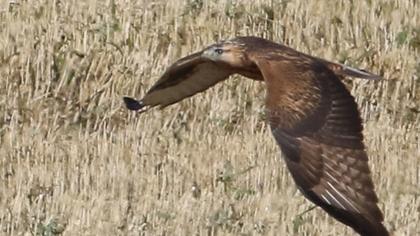 Long-legged Buzzard