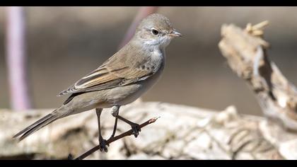Common Whitethroat