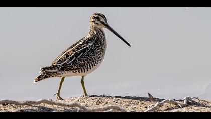 Common Snipe