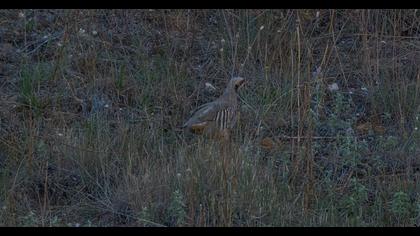 Chukar Partridge