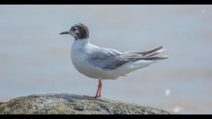 Little Gull