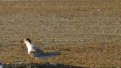Common Tern