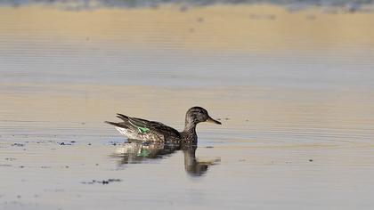 Eurasian Teal