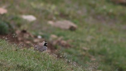 Horned Lark