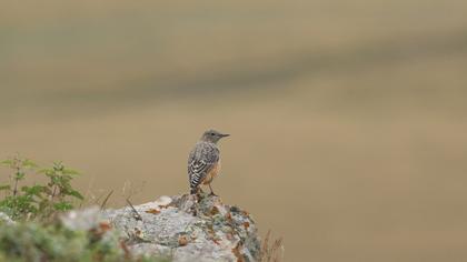 Common Rock Thrush