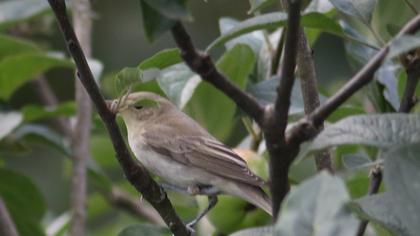 Marsh Warbler