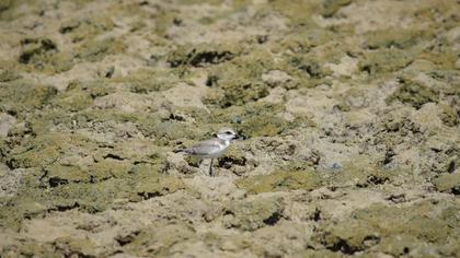 Kentish Plover