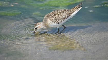 Curlew Sandpiper