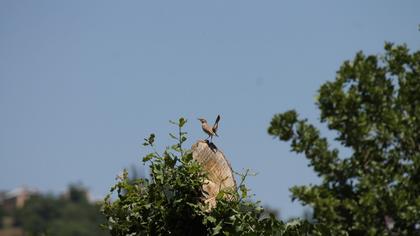 Rufous-tailed Scrub Robin