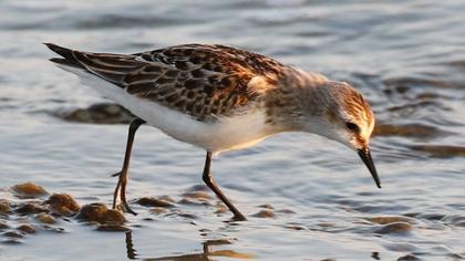 Little Stint