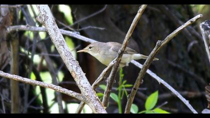 Eastern Olivaceous Warbler
