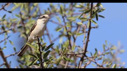 Masked Shrike