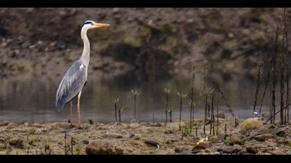 Grey Heron
