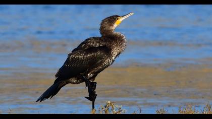 Great Cormorant