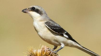 Lesser Grey Shrike