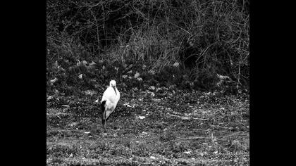 White Stork