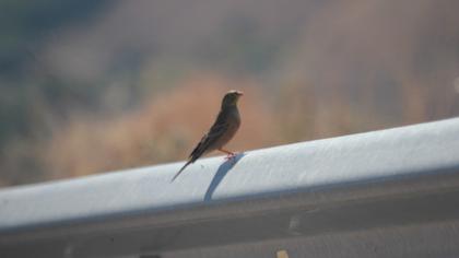 Ortolan Bunting