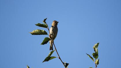 Common Rosefinch