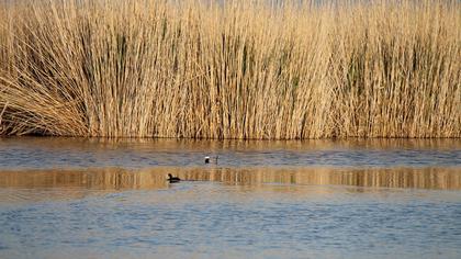 White-headed Duck